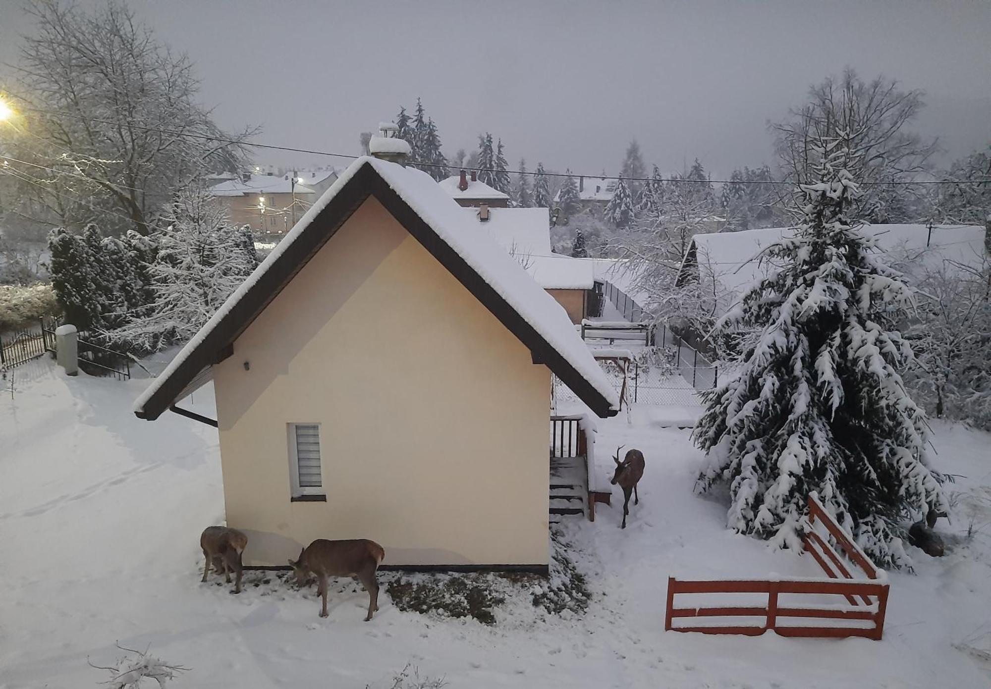 Brzoskwiniowy Domek Ustrzyki Dolne Exterior foto